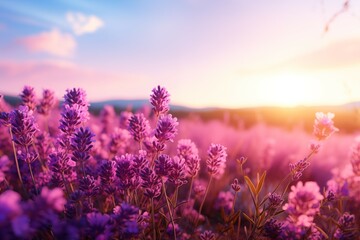 Beautiful lavender feild in sunset with copy space