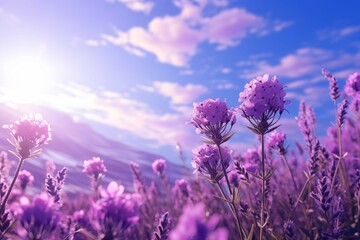 Beautiful lavender feild in sunshine with copy space - obrazy, fototapety, plakaty