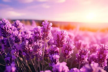 Photo sur Plexiglas Violet Beautiful lavender feild in sunset with copy space
