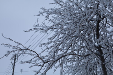 Fototapeta na wymiar Snowcovered tree with power lines in freezing natural landscape