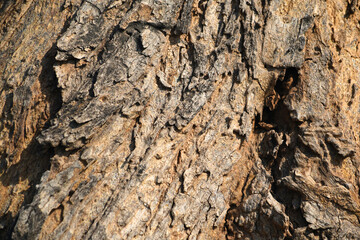 Old tree texture. Bark pattern, For background wood work, Bark of brown hardwood, thick bark hardwood, residential house wood. nature, tree, bark, hardwood, trunk, tree , tree trunk close up texture