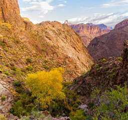 Fall Color on The Bright Angel Trail With Mountains on The North Rim in The Distance, Grand Canyon National Park, Arizona, USA
