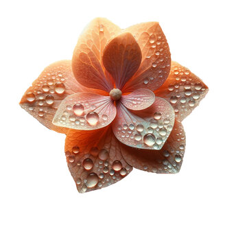 Pastel colored Hydrangea dew on it flower vectore 