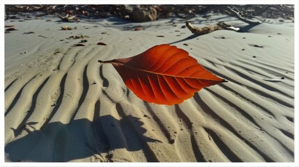 Whethered leaf on the sand of the beach in the morning light.