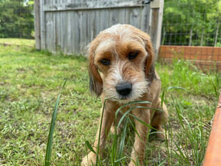 Close-up shot of a small, brown, mutt dog eating grass outside