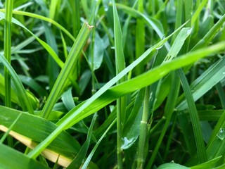 grass with dew drops