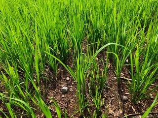 young rice plants in rice fields