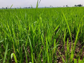 Obraz premium young rice plants in rice fields