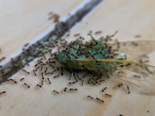 Dead green insects in ant tunnels