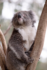the Koala has a large round head, big furry ears and big black nose. Their fur is usually grey-brown in color with white fur on the chest, inner arms, ears and bottom.