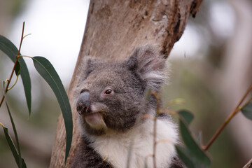 the Koala has a large round head, big furry ears and big black nose. Their fur is usually...