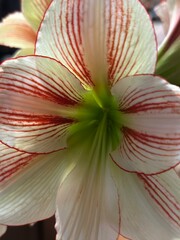 red and yellow flower
