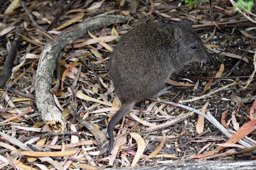 The Long-nosed Potoroos have a brown to grey upper body and paler underbody. Long-nosed Potoroos have a long nose that tapers with a small patch of skin extending from the snout to the nose.