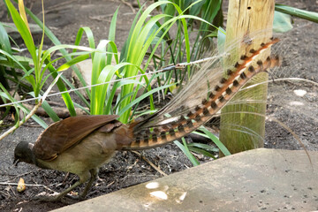 the lyre bird male has an ornate tail, with special curved feathers that, in display, assume the shape of a lyre.