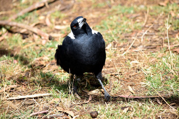 The magpie is a distinctive looking bird, with glossy black and brilliant white markings.