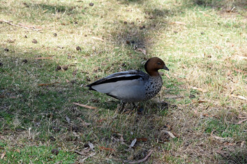 The male wood duck has a darker head and a small dark mane, with a speckled brown-grey breast and a black lower belly and undertail.