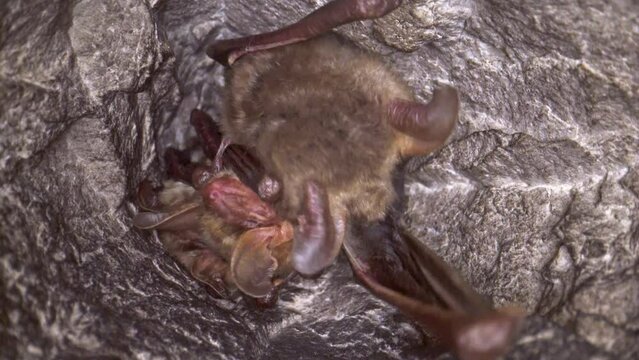 Close up strange animal Greater mouse-eared bat Myotis myotis group hanging upside down in the hole of the cave cleaning their membrane by licking, waking just after hibernation. Wildlife take.