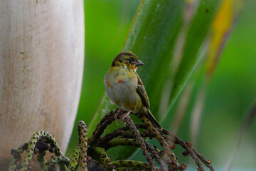 Mauritius Fody bird perching on palm tree
