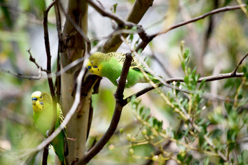 Parakeets are pale green with black bars on their backs, heads, and wings.