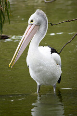 Australian pelicans are one of the largest flying birds. They have a white body and head and black wings. They have a large pink bill.