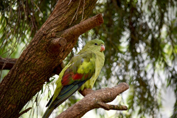 The female regent parrot is all light green. It has yellow shoulder patches and a narrow red band crosses the centre of the wings and yellow underwings.