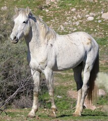 Obraz na płótnie Canvas Portrait of Salt River Wild Horse 