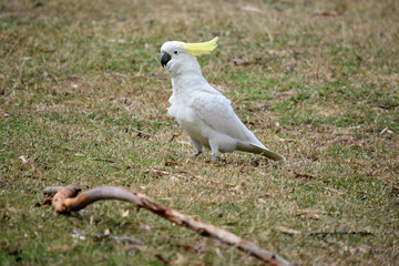 The sulphur crested cockatoo is a white bird with a yellow crest.