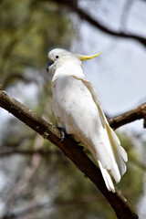 The sulphur crested cockatoo is a white bird with a yellow crest.