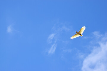 The sulphur crested cockatoo is a white bird with a yellow crest.