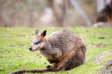Naklejka premium The swamp wallaby has dark brown fur, often with lighter rusty patches on the belly, chest and base of the ears.