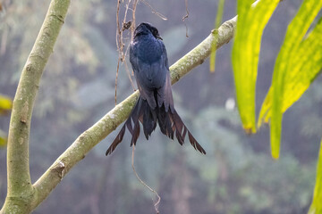 A Black drongo (Dicrurus macrocercus) bird is perched on a tree twig and waiting for prey. It is...
