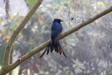 A Black drongo bird is perched on a tree twig and waiting for prey. It is locally called Finge Pakhi in Bangladesh. 