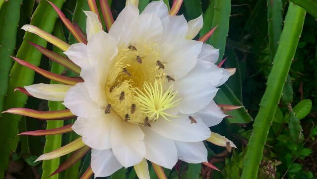 Close up hand Farmers use scissors harvest ripe red dragon fruit in an organic fruit farm.Fresh dragon fruits tree in the garden Aerial view of a field of pitahaya or so-called dragon fruits Fresh dra