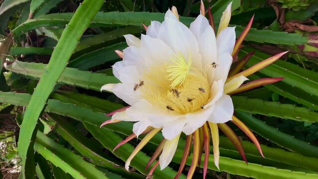 Close up hand Farmers use scissors harvest ripe red dragon fruit in an organic fruit farm.Fresh dragon fruits tree in the garden Aerial view of a field of pitahaya or so-called dragon fruits Fresh dra