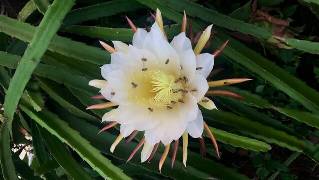 Close up hand Farmers use scissors harvest ripe red dragon fruit in an organic fruit farm.Fresh dragon fruits tree in the garden Aerial view of a field of pitahaya or so-called dragon fruits Fresh dra