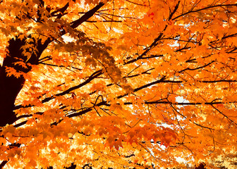 Maple leaf free afire with fall leaves 