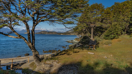 The nothofagus tree grows on the shore of the blue lake of Patagonia. Sprawling branches of the crown against the sky and clouds. Green grass in the meadow. Ensenada Bay.Tierra del Fuego National Park