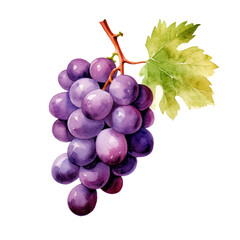 Fototapeta premium fruit - Fruitful.Grape ., Grape illustration watercolor