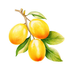 fruit - Fruitful.Orange ., Orange illustration watercolor