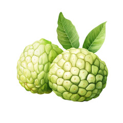 fruit - Fruitful. Custard Apple.,   Custard Apple illustration watercolor
