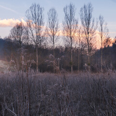 sunrise in the forest, row of trees without leafs in the focus, winter, autumn, 