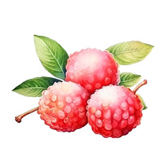 fruit - Fresh.Lychee ., Lychee  illustration watercolor