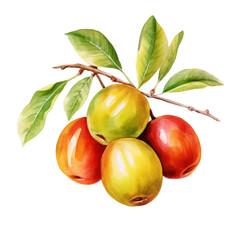 fruit - Fresh. Jujube .,    Jujube illustration watercolor