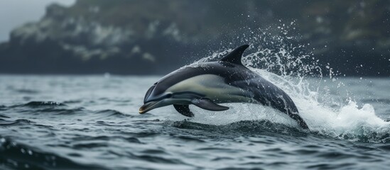 Majestic dolphin leaping gracefully out of the ocean in a stunning display of aquatic acrobatics