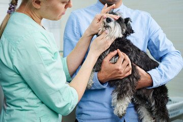 Veterinarian doing a teeth check up for a dog at the clinic