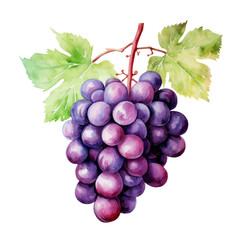 fruit - Favorite flavors.Grape .,    Grape  illustration watercolor