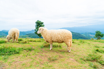 white sheep on mountain hill