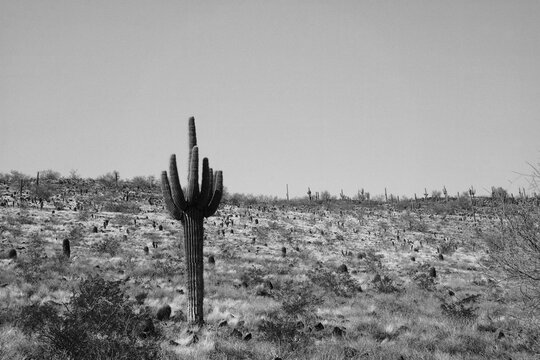 cactus in the desert b&w