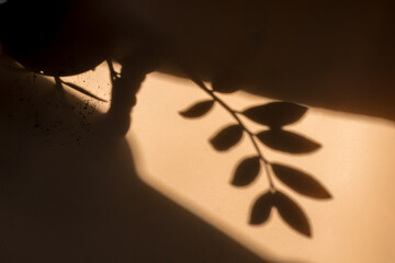 Shadow of leaves on a beige background, Wall light with shadows, shadow on beige wall background texture.
