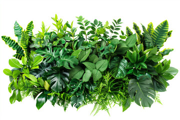 Green leaves of tropical plants bush floral arrangement indoors garden nature backdrop isolated on white background